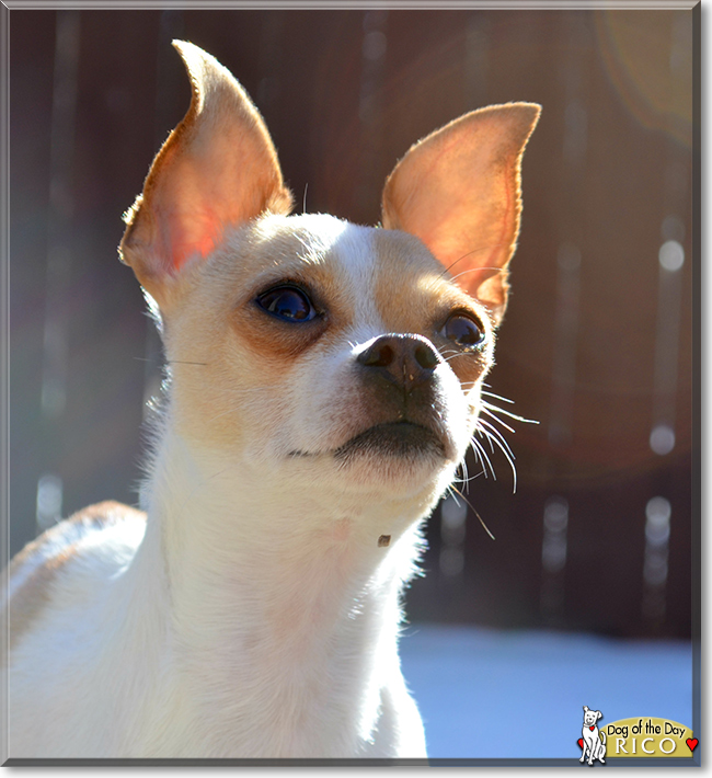 Rico the Chihuahua, the Dog of the Day