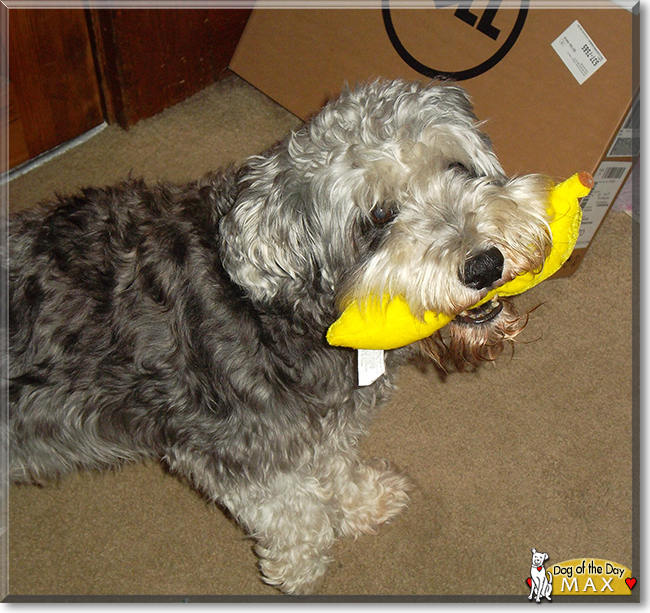 Max the Miniature Schnauzer, the Dog of the Day