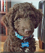 Bailey the Australian Labradoodle