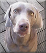 Pico the Weimaraner