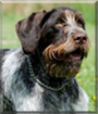 Jonny the German Wirehaired Pointer