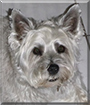 Smokey the Cairn Terrier