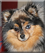 Mara Jade the Pomeranian