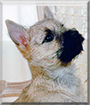 Kelsie the Cairn Terrier