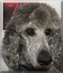 Johnny the Standard Poodle