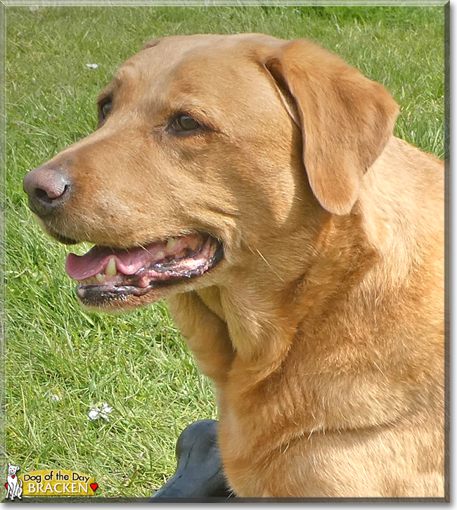 Bracken the Labrador Retriever, the Dog of the Day