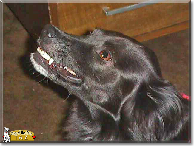 Taz the Border Collie, Retriever mix, the Dog of the Day