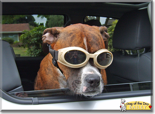 Bailey the Boxer, Pitbull mix, the Dog of the Day