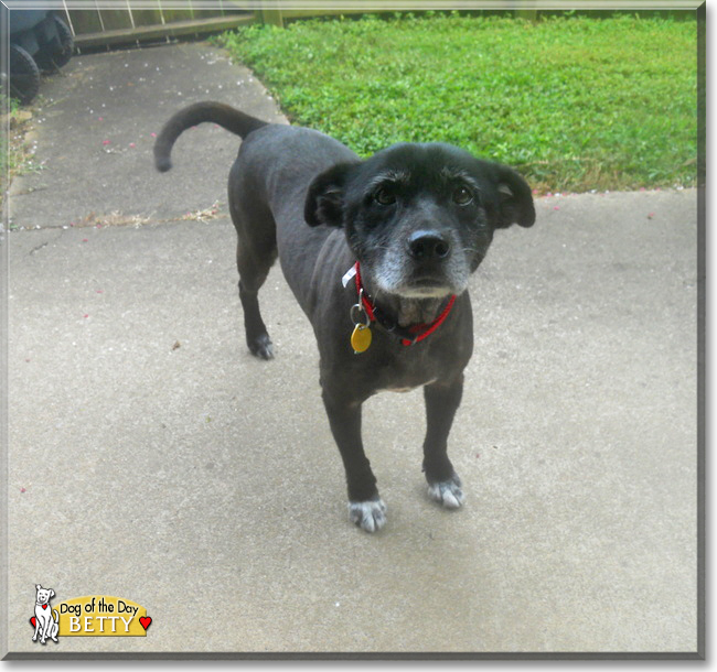 Betty the Dog, the Dog of the Day