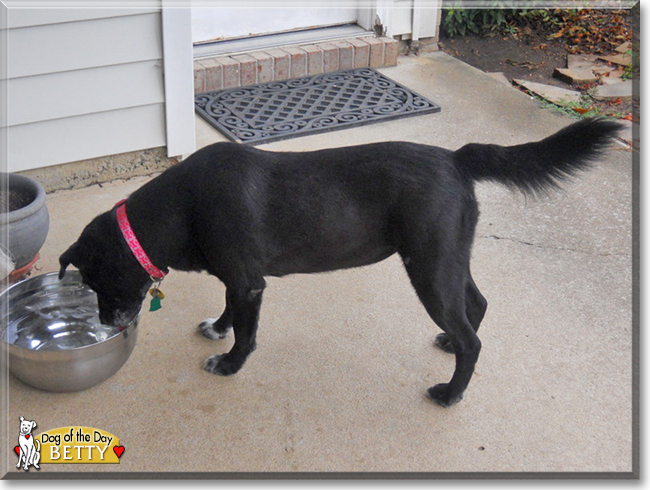 Betty the Dog, the Dog of the Day