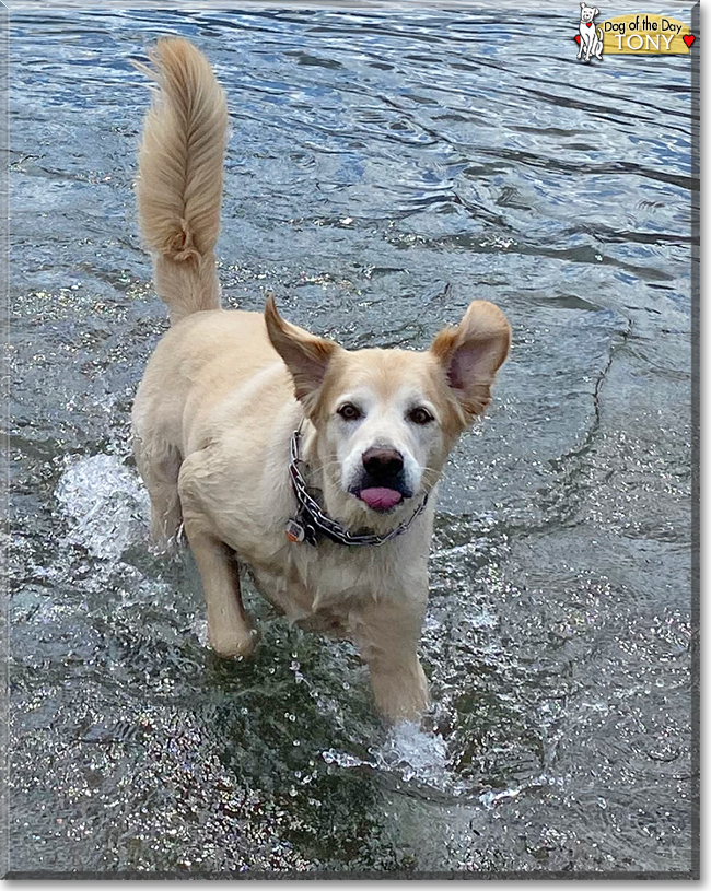 Tony the Golden Retriever, the Dog of the Day