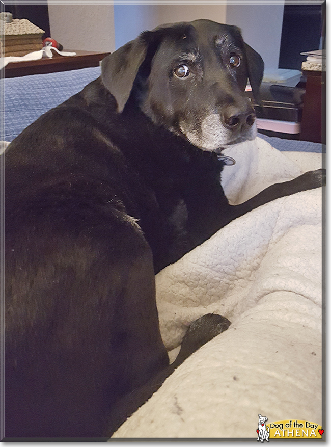 Athena the Labrador Retriever, the Dog of the Day