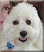 Logan the Bichon Frise