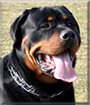 Shirley the Rottweiler