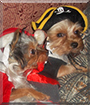 Romeo and Juliet the Yorkshire Terriers