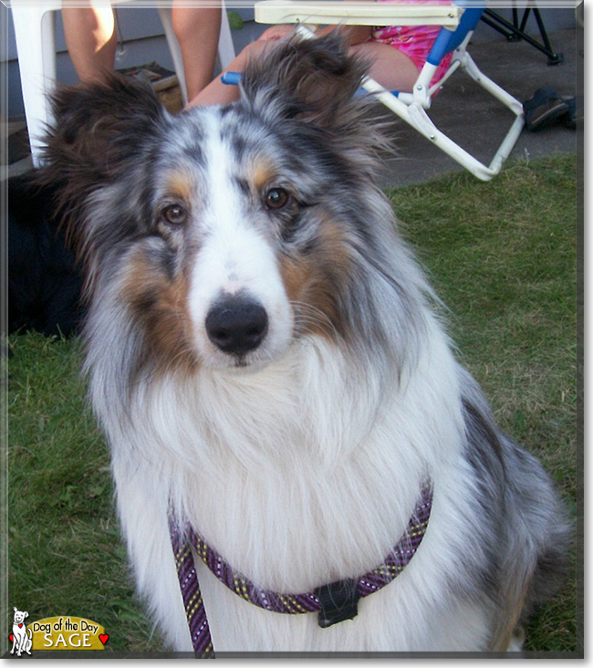 Sage the Shetland Sheepdog, the Dog of the Day