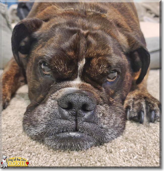 Roxie the Old English Bulldog, the Dog of the Day