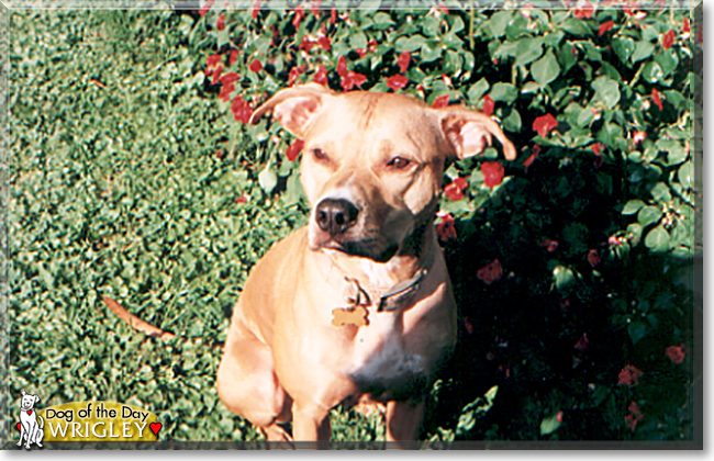 Wrigley the American Pitbull Terrier, the Dog of the Day
