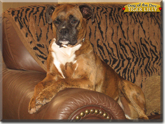 Tiger Lilly the Boxer, the Dog of the Day