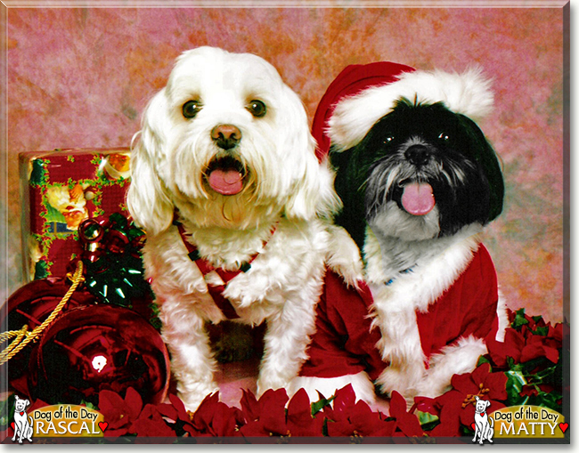 Rascal the Shih Tzu and Matty the Maltese, the Dog of the Day