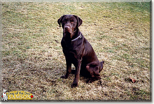 Samson the Labrador Retriever, the Dog of the Day