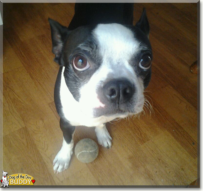 Buddy the Boston Terrier, the Dog of the Day