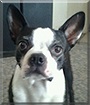 Buddy the Boston Terrier