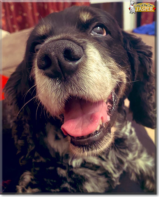 Jasper the Cocker Spaniel mix, the Dog of the Day