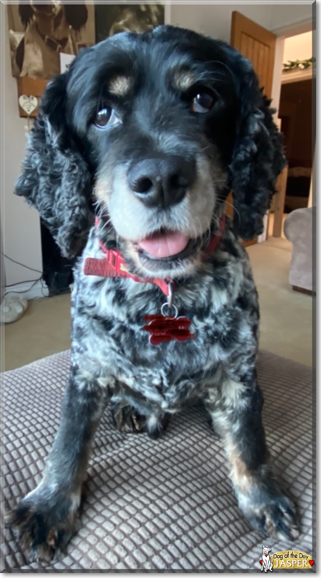 Jasper the Cocker Spaniel mix, the Dog of the Day