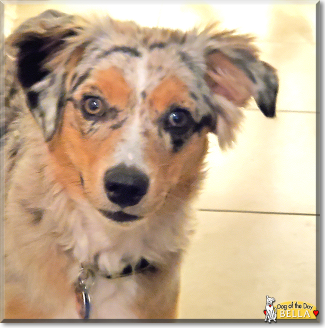 Bella the Miniature Australian Shepherd, the Dog of the Day