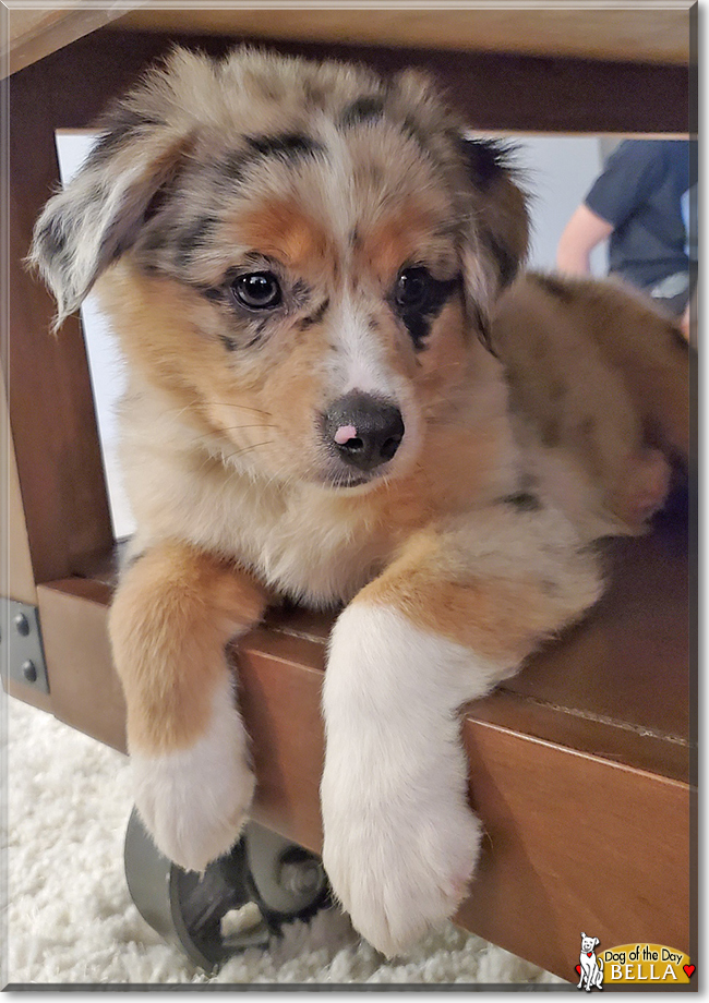 Bella the Miniature Australian Shepherd, the Dog of the Day