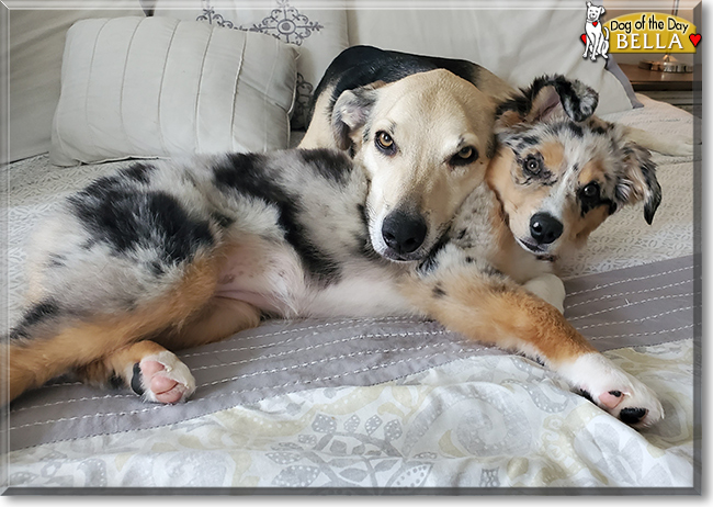 Bella the Miniature Australian Shepherd, the Dog of the Day