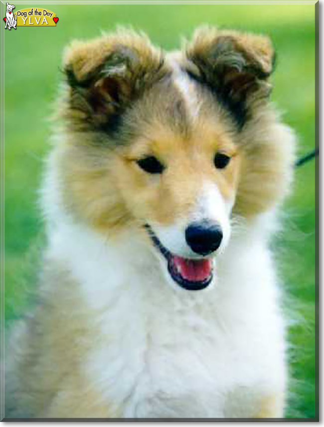 Ylva the Shetland Sheepdog, the Dog of the Day