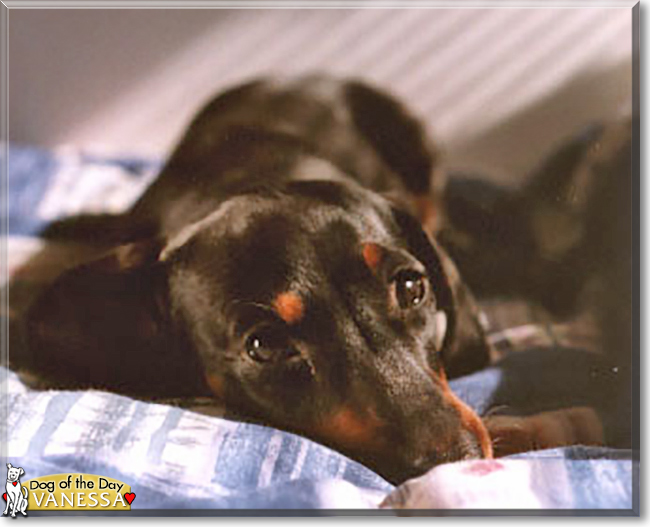 Vanessa the Miniature Dachshund, the Dog of the Day