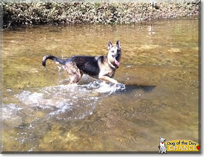 Chance the German Shepherd Dog, the Dog of the Day