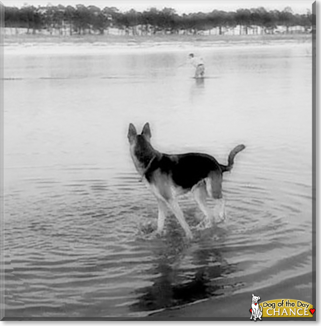 Chance the German Shepherd Dog, the Dog of the Day