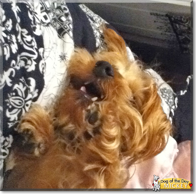 Mickey the Yorkshire Terrier, Poodle mix, the Dog of the Day