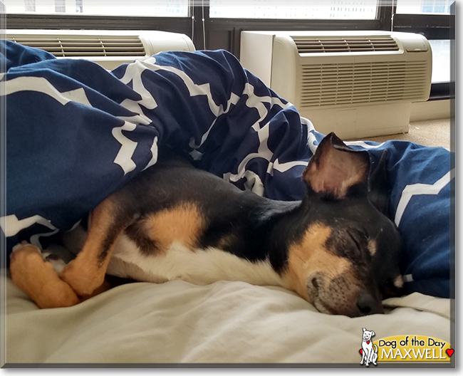 Maxwell the Miniature Pinscher/Chihuahua mix, the Dog of the Day