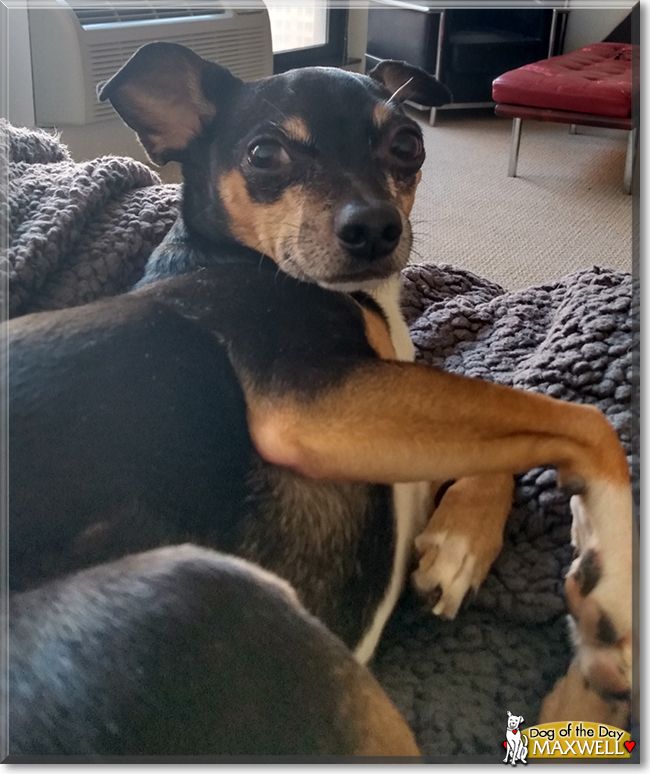 Maxwell the Miniature Pinscher/Chihuahua mix, the Dog of the Day