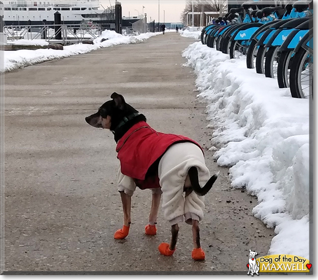 Maxwell the Miniature Pinscher/Chihuahua mix, the Dog of the Day