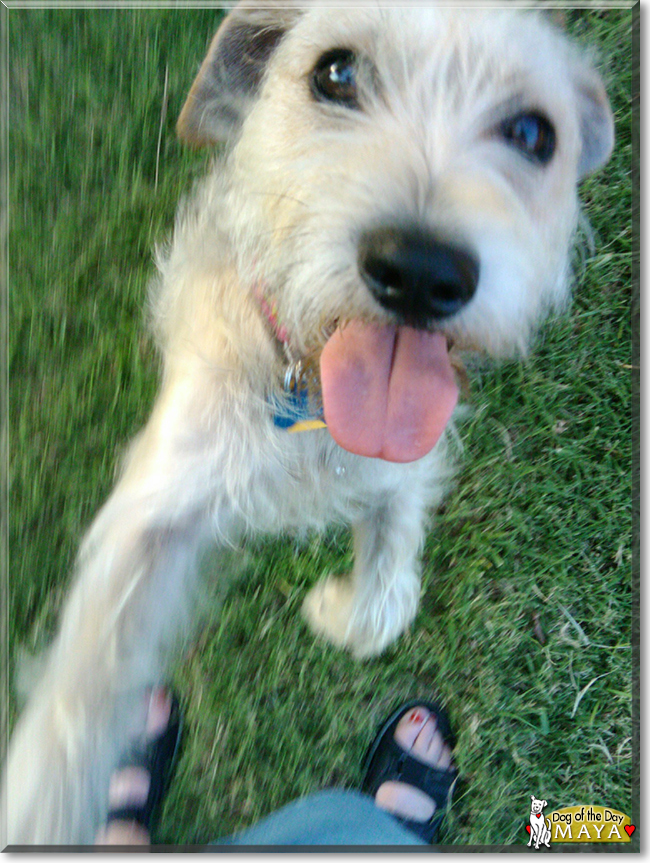 Maya the Terrier mix, the Dog of the Day