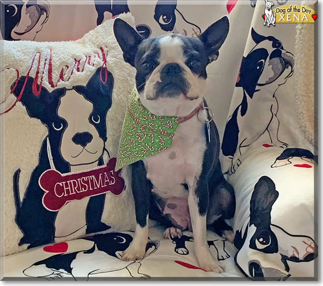 Xena the Boston Terrier, the Dog of the Day