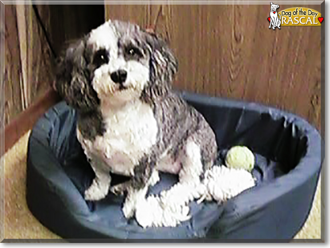 Rascal the Cocker Spaniel, Poodle mix, the Dog of the Day