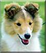 Ylva the Shetland Sheepdog