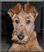 Caoimhe the Irish Terrier