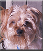 Mickey the Yorkshire Terrier, Poodle mix