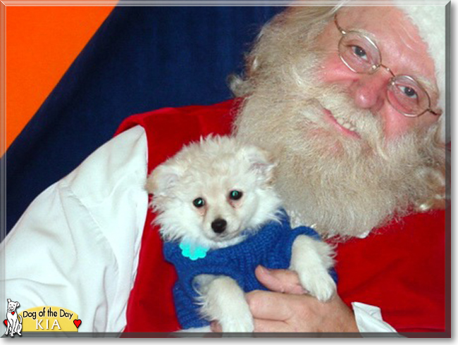 Kia the Japanese Spitz, Toy Poodle mix, the Dog of the Day