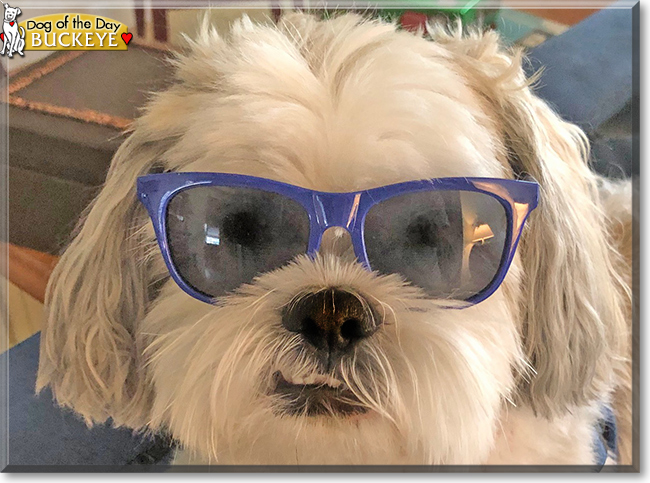 Buckeye the Lhasa Apso, the Dog of the Day