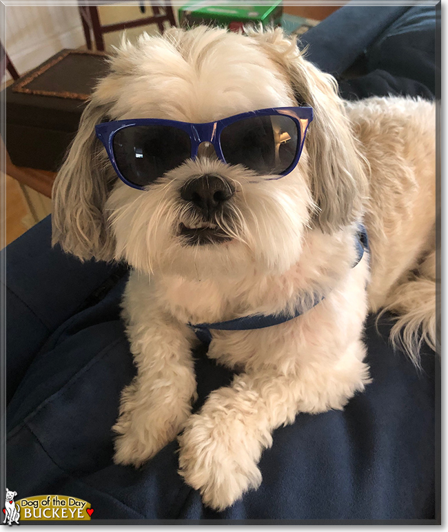 Buckeye the Lhasa Apso, the Dog of the Day