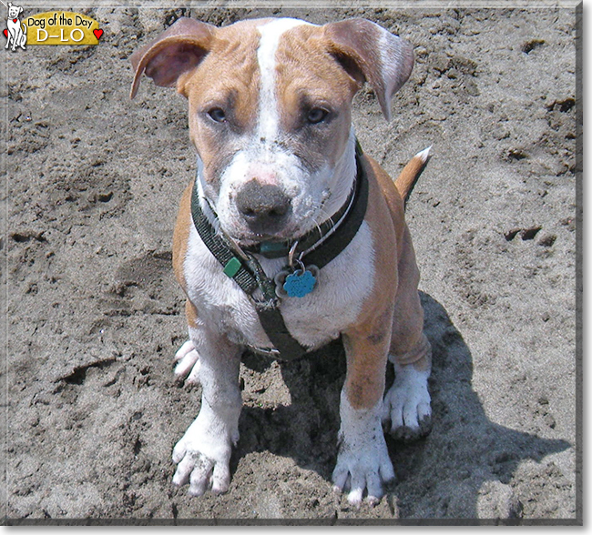 D-Lo the American Pit Bull Terrier, the Dog of the Day